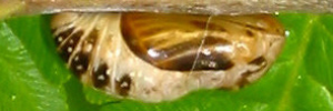 Pupae
